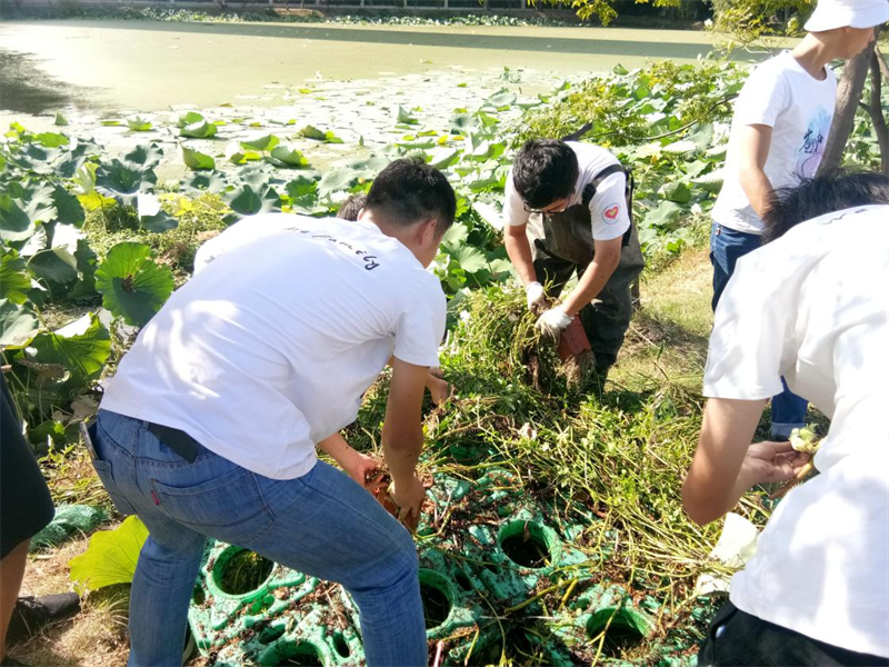 湖北大學沙湖環(huán)保志愿隊將美人蕉、空心菜、水芹等植物移植到浮體上栽培，降低水體富營養(yǎng)化程度。